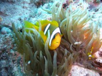 /album/klauni-a-sapini/foto-lubor-500-jpg/